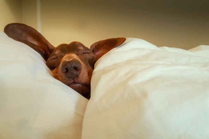 dog in the bed